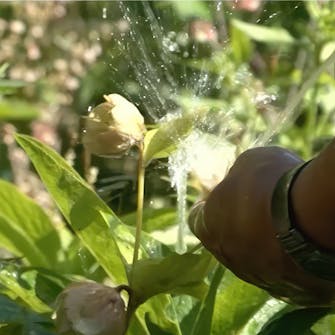 kirvat perennat kirvat perennat